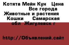 Котята Мейн Кун › Цена ­ 15 000 - Все города Животные и растения » Кошки   . Самарская обл.,Жигулевск г.